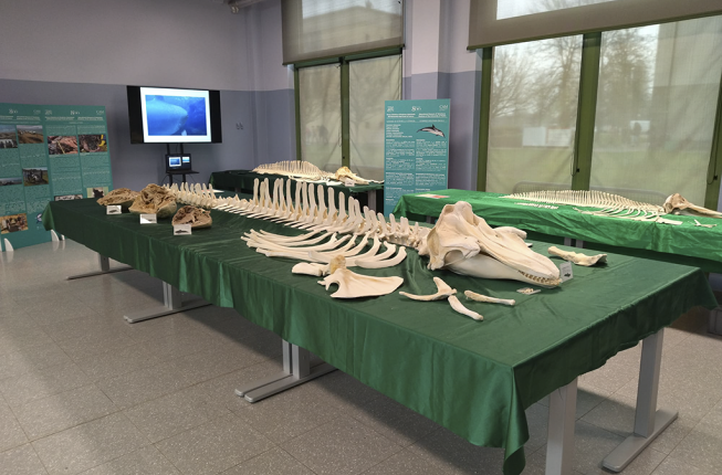 Collegamento a BCA Department